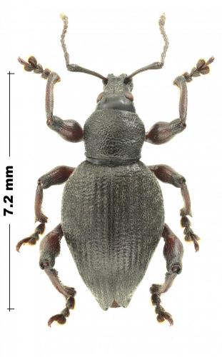 Dodecastichus consentaneus